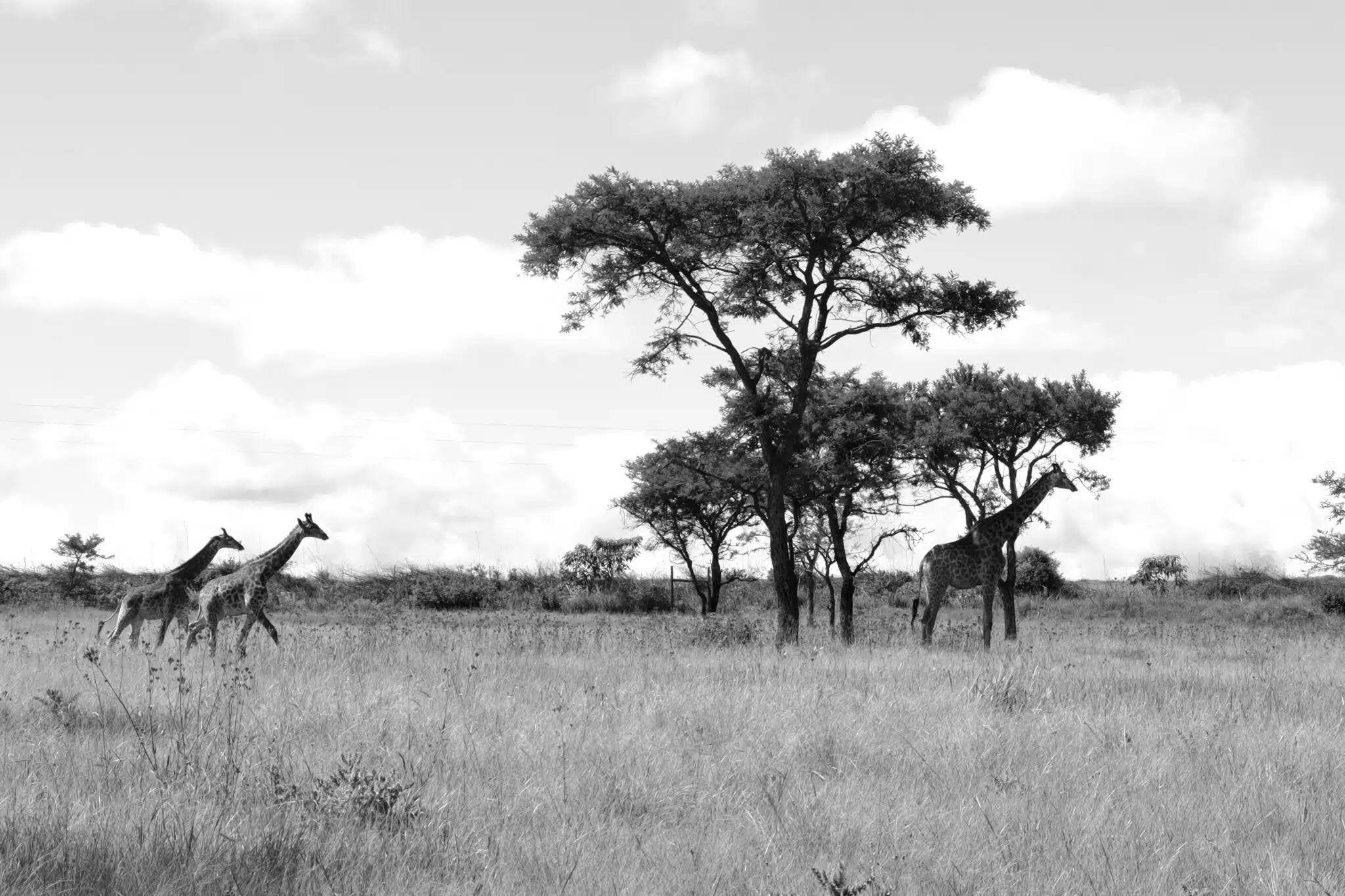 Afrique Du Sud 1 Bail Art afrique-du-sud-1-bail-art